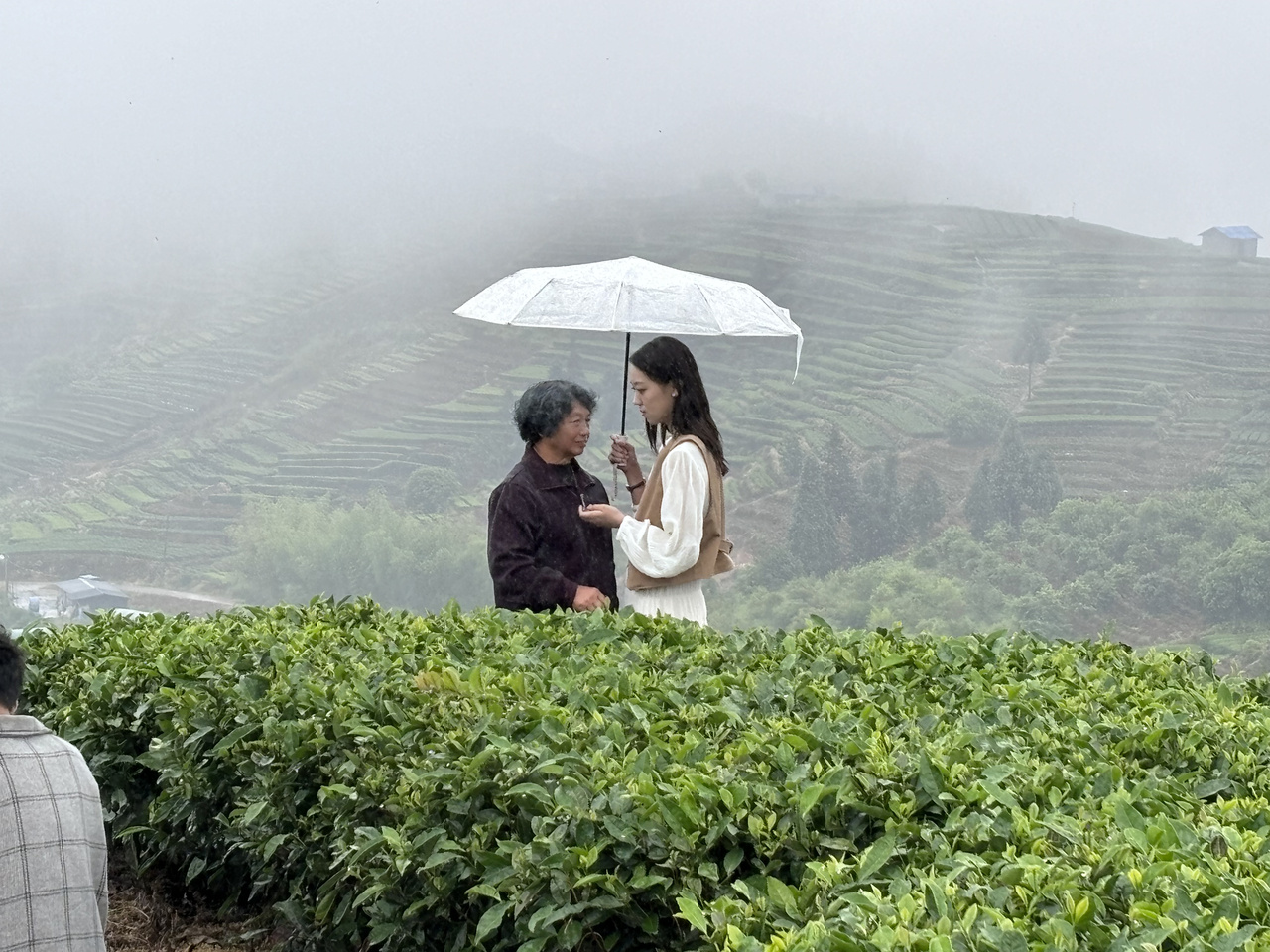 Hát Hoa Trà Nở Rồi (茶花开了) Vương Duệ Trác