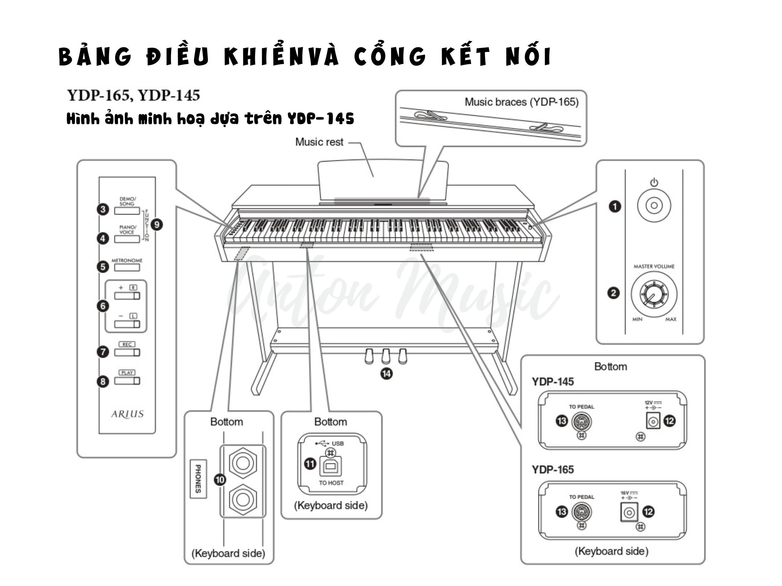 Đàn piano điện Yamaha ARIUS YDP-165 là một phiên bản cao cấp hơn của YDP-145