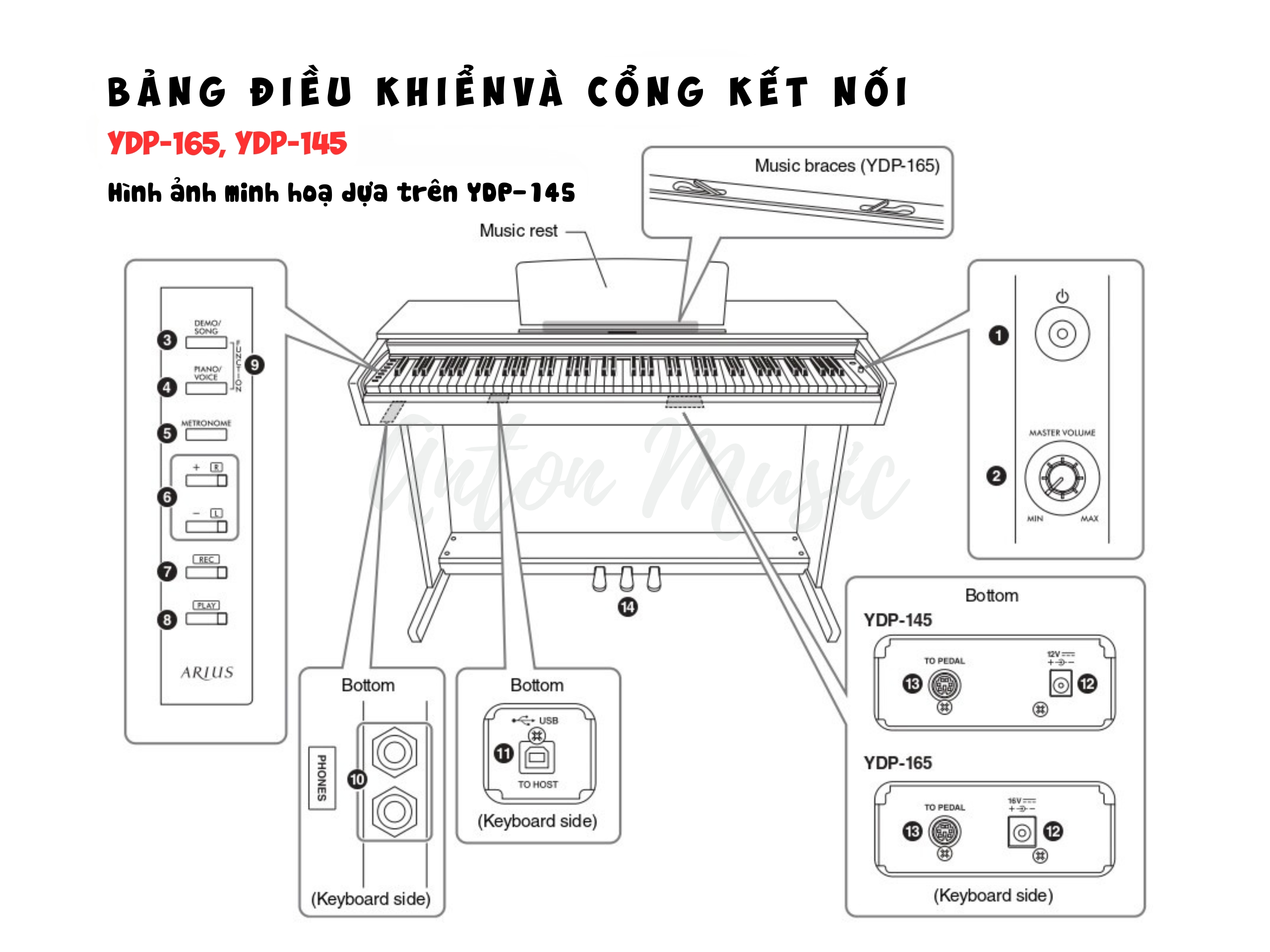 Hướng Dẫn Sử Dụng Yamaha YDP-165, YDP-145 ARIUS Chi Tiết Dễ Hiểu